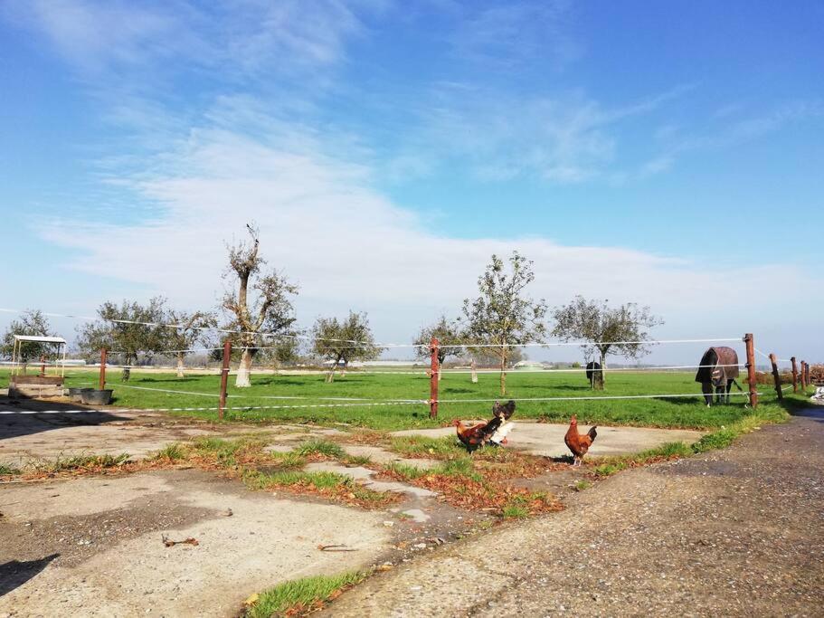 'T Pekelhuis - Vakantiehuisje Op Boerderij Huize Blokland Hem Ngoại thất bức ảnh